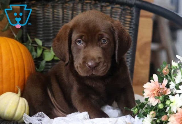 Parker Choc Lab2