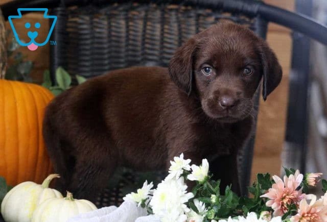 Priscilla Choc lab