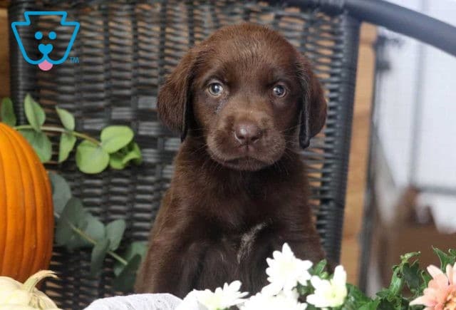 Priscilla Choc lab2