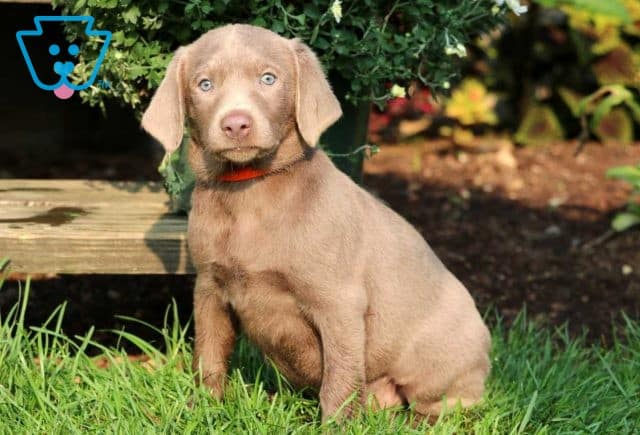Riggs Silver Lab
