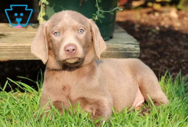 Riggs Silver Lab2