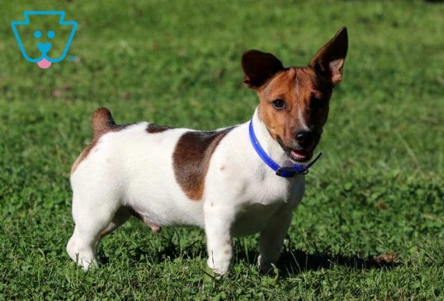 Rocky Jack Russel retake