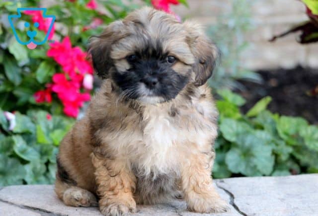 Rolo Poodle Mix 1-001