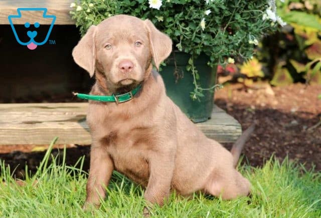 Rolo Silver Lab