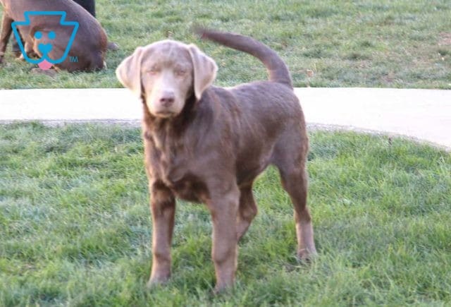 Rolo Silver Lab retake