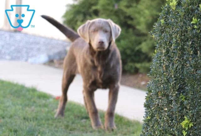 Rolo Silver Lab retake2