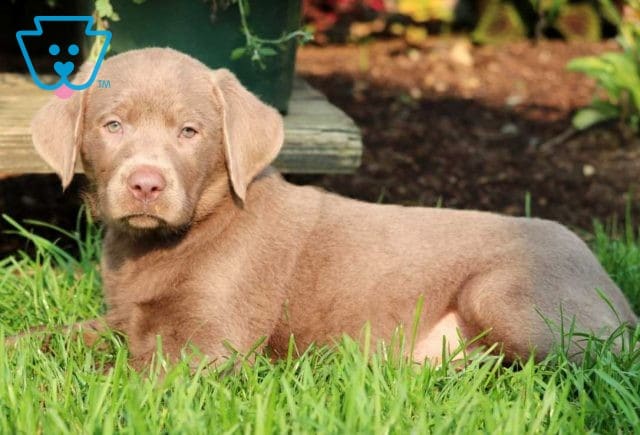 Rolo Silver Lab2