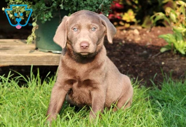 Rosco Silver Lab