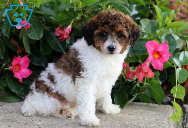 Rusty Toy Poodle