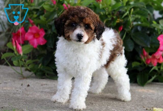 Rusty Toy Poodle2