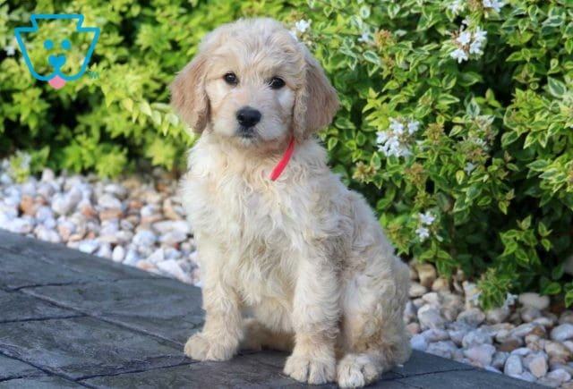 Sassy Goldendoodle