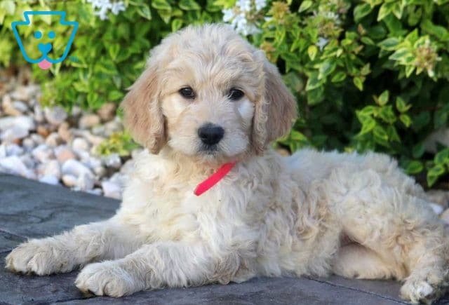 Sassy Goldendoodle2