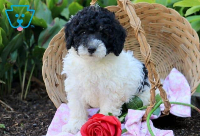 Scottie Mini Poodle 1-001