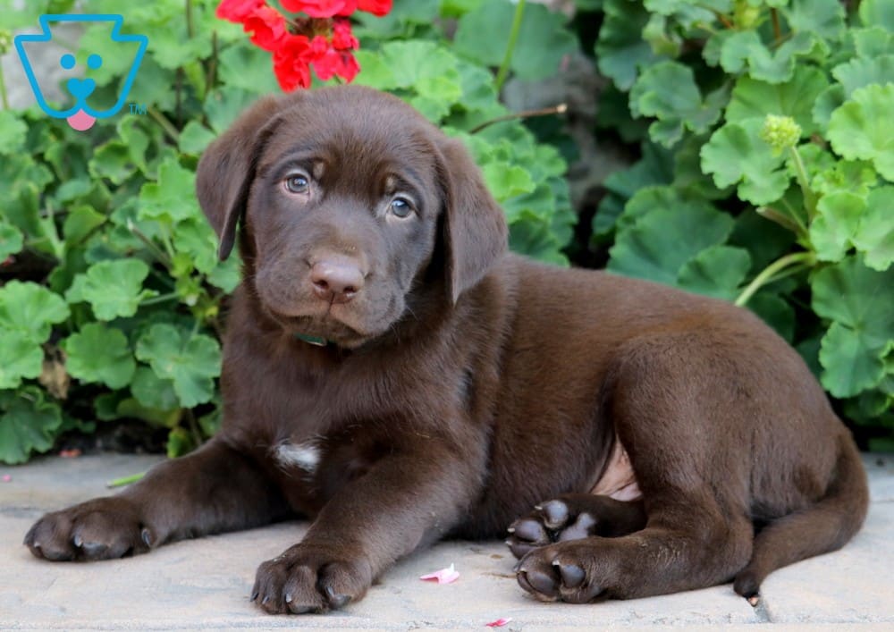 Scout Chocolate Lab, Lab Mix Puppy For Sale Keystone Puppies