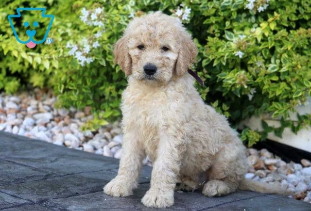 Shaggy Goldendoodle