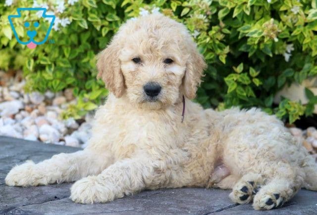 Shaggy Goldendoodle2