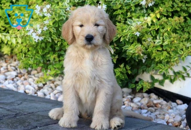 Simba Goldendoodle