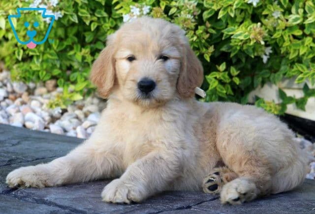 Simba Goldendoodle2