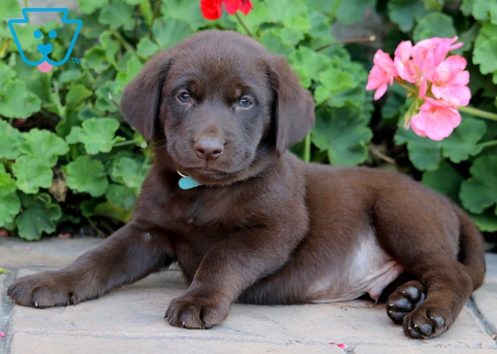 Skipper Chocolate Lab, Lab Mix Puppy For Sale Keystone Puppies