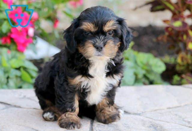 Snicker Poodle Mix 1-001