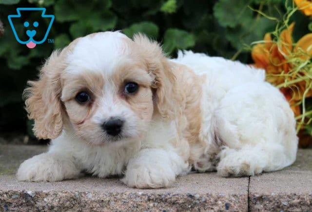 Sophie Cavachon