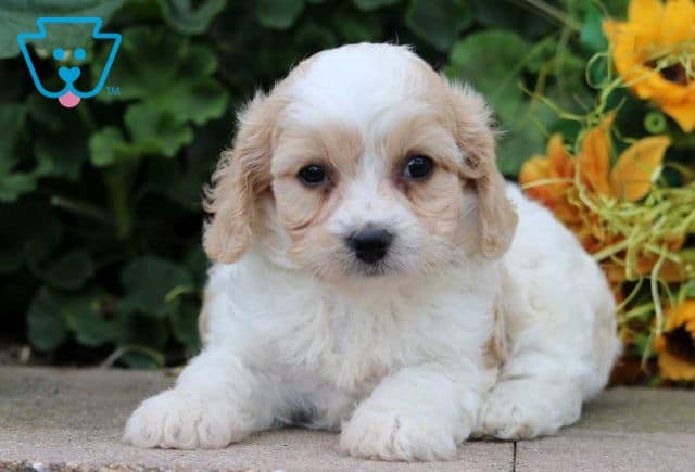 Sophie Cavachon2