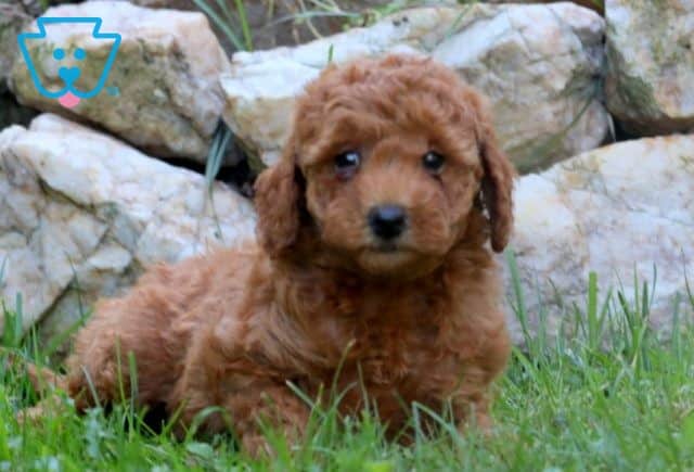 Sophie Mini Labradoodle 1-001