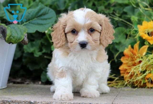 Sparkle Cavachon