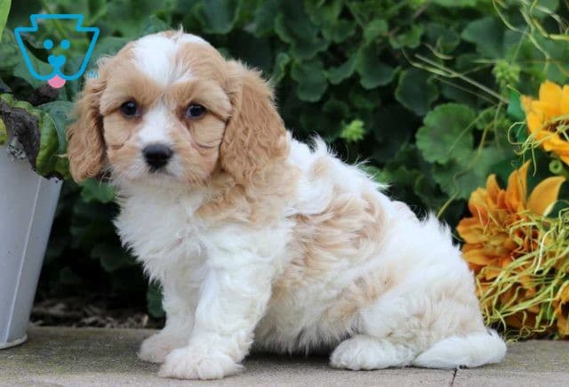 Sparkle Cavachon2