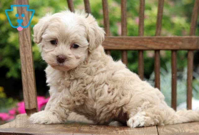 Stella Maltipoo