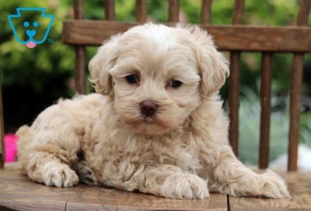 Stella Maltipoo2