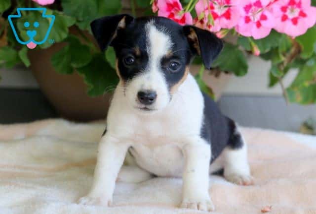 Taffy Jack Russell 1-001