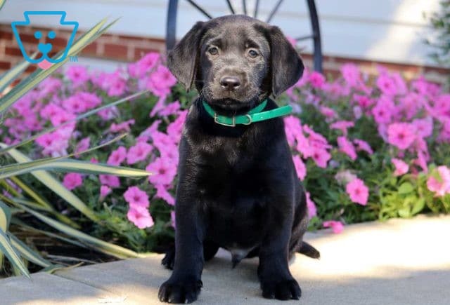 Teddy Black Lab