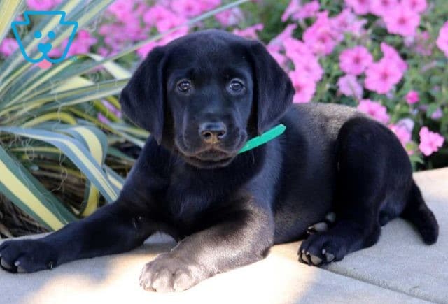 Teddy Black Lab2