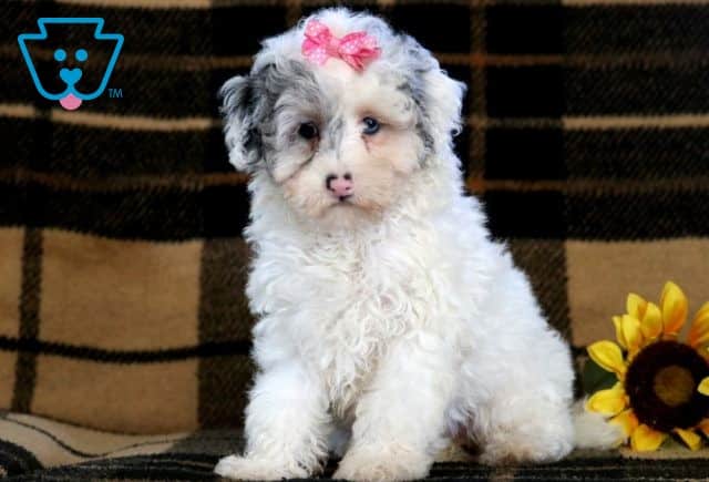 Whitney Mini Poodle 1-001