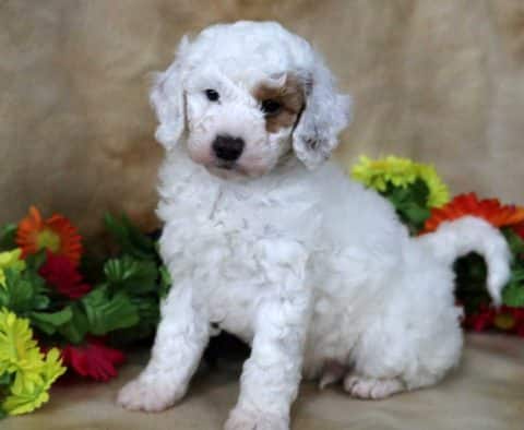 tan mini poodle
