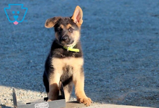 Zelda German Shepherd 1-001