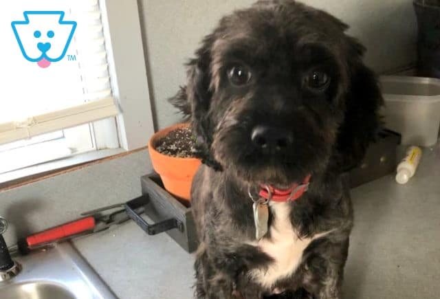 Amber - Cavapoo