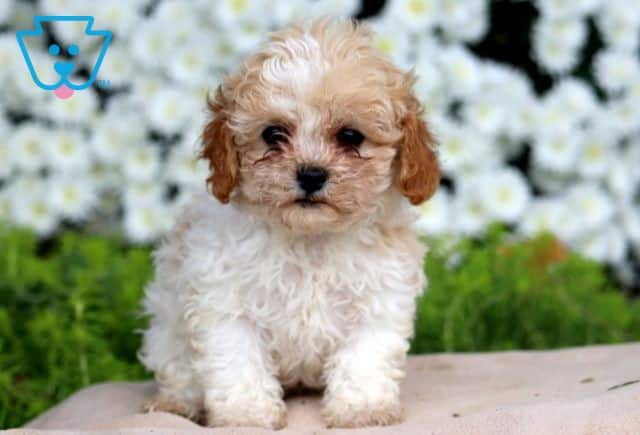 Archie Cavapoo 1-001