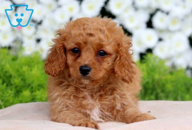 Asia Cavapoo 1-001
