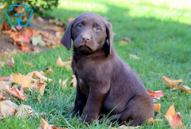 Colby Chocolate Lab 1-001