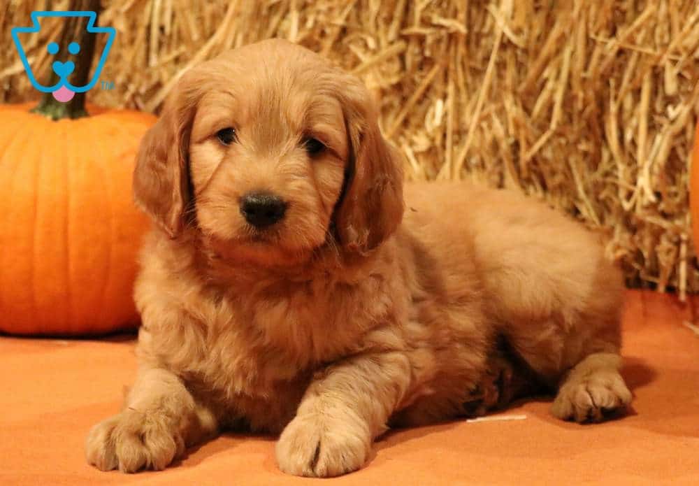 What Is A Double Doodle Mixed With