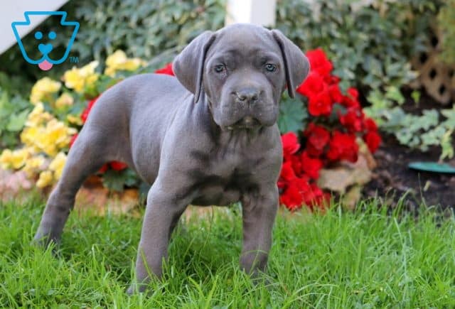 Dream Cane Corso 1-001