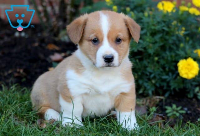 Gibble Welsh Corgi 1-001