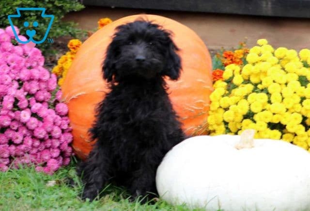 Jakey Mini Goldendoodle Retake