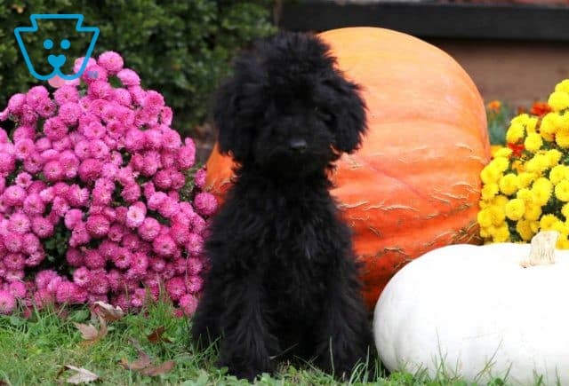 Jewel Mini Goldendoodle Retake