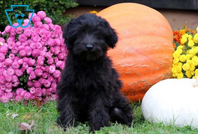 Jojo Mini Goldendoodle retake