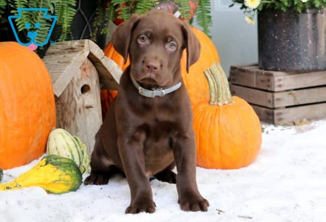 Mister Chocolate Lab 1-001