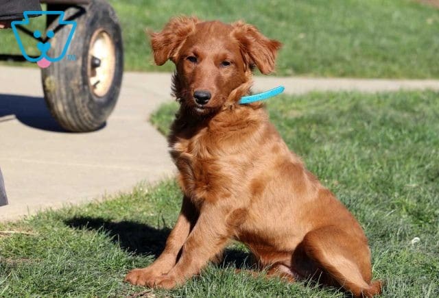 Nala mini goldendoodle retake