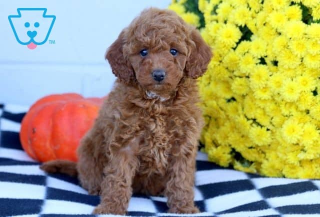 Opal Mini Goldendoodle 1-001